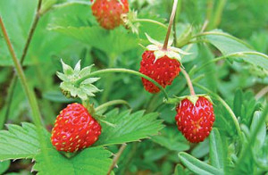 alpine strawberries