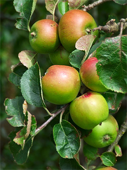 apples on a tree