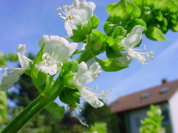 basil flowers