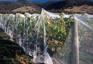 bird netting over fruiting plants