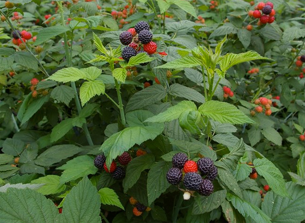 healthy black raspberries