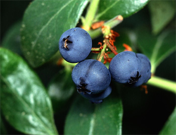 yummy blueberries