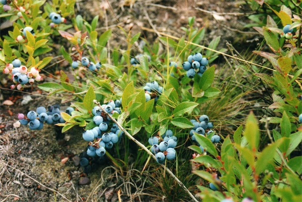 low bush blueberries