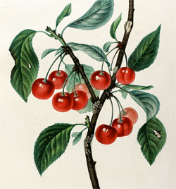 botanical image of cherry tree