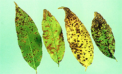 cherry leaf spot