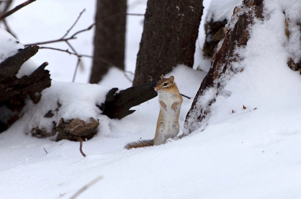 chipmunk in winter