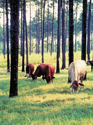 cows grazing among the trees, agroforestry