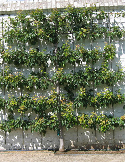 dwarf apple espalier