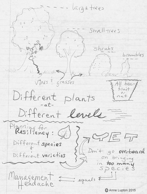 Utilize plant materials that will grow to various heights. Large trees, small trees, shrubs, brambles, with vines and grasses in between. All of these bear fruits or nuts. Plan for resilience with different species and different varieties. Yet don't go overboard on gringing in too many species. It will become a management headache.