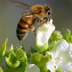 honeybee on white flower