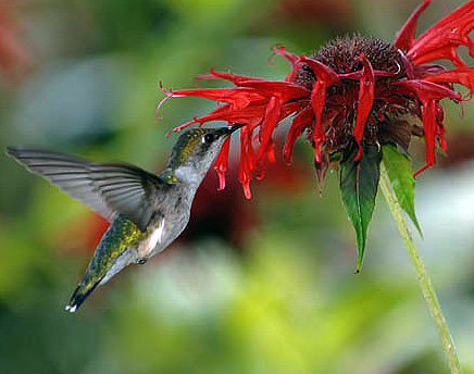 hummingbird on monarda