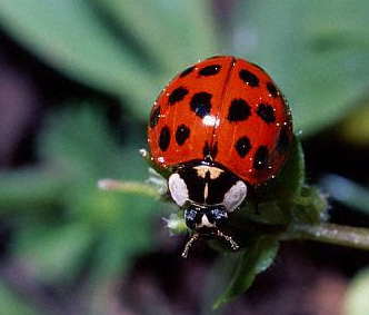 ladybug, one of the good guys