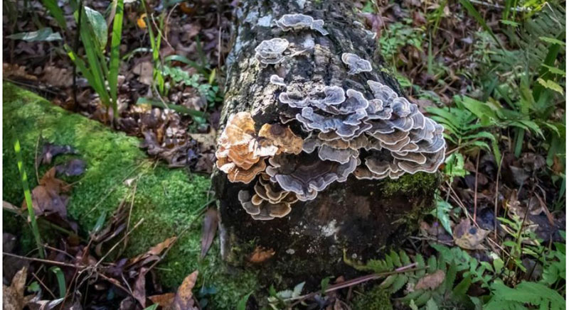 maitake mushrooms on forest logs