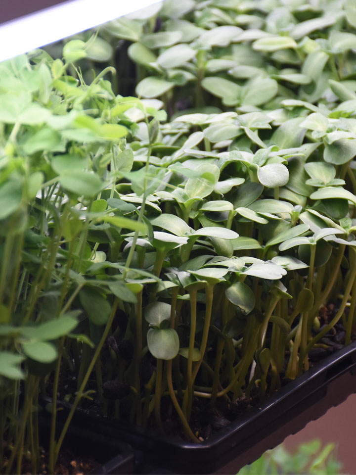 microgreens