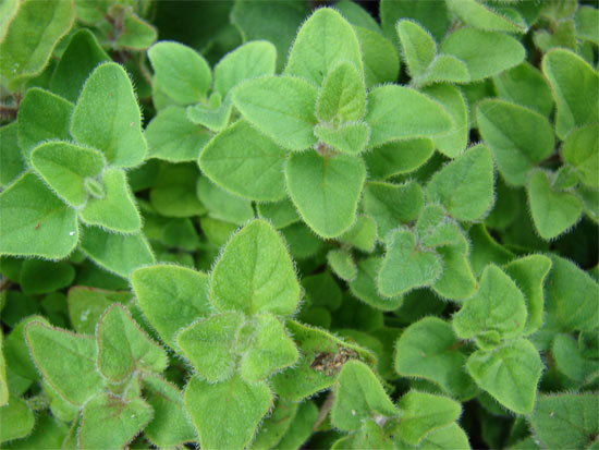 origanum marjoranum leaves