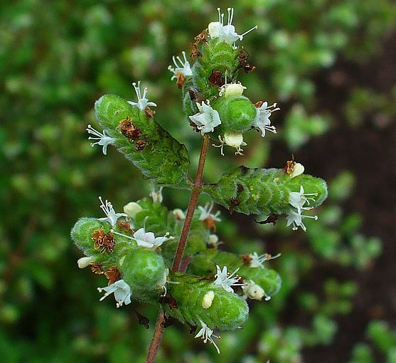 origanum marjoranum flowers