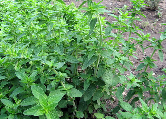 origanum vulgare leaves