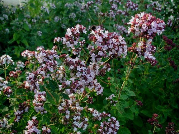 origanum vulgare flowers