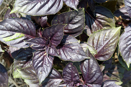 purple basil