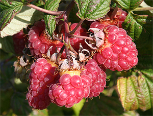 red raspberries