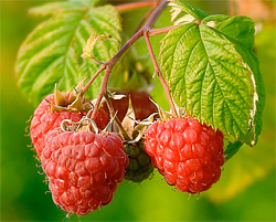 red raspberries