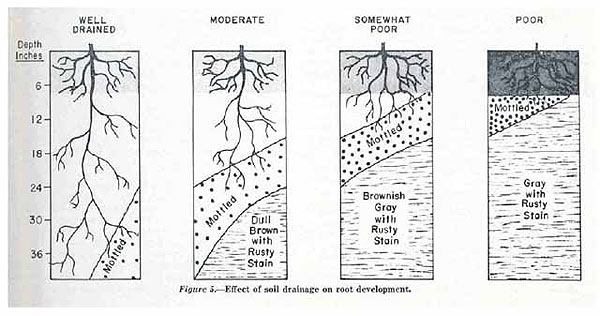 diagram of root development in wet soils