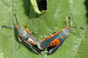 squash-vine-borer-1