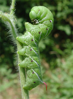 tomato hornworm