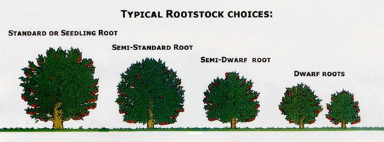 simple chart of various fruit tree sizes