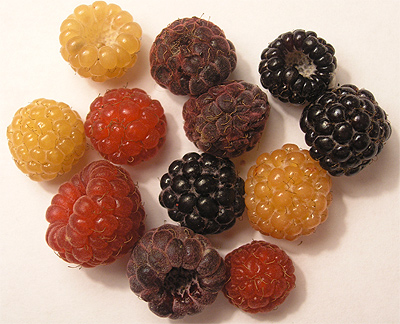 various kinds of raspberries