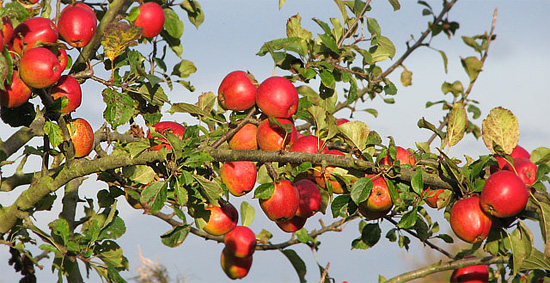 wild apples