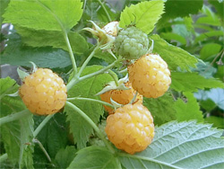 yellow raspberries